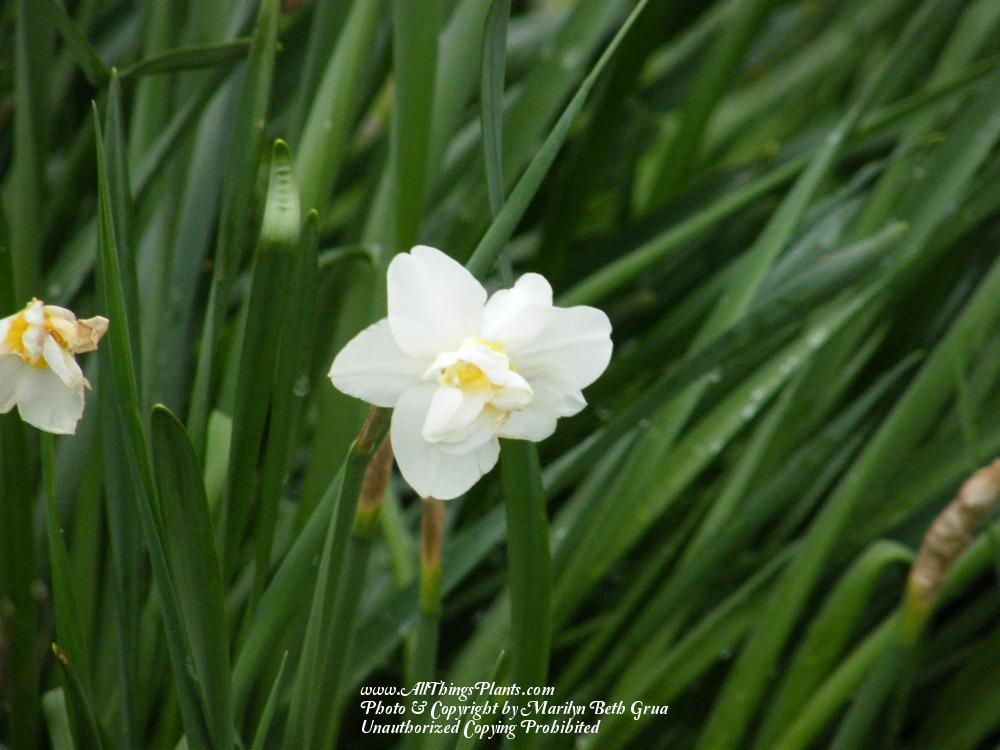 Photo of Double Daffodil (Narcissus 'Cheerfulness') uploaded by Marilyn