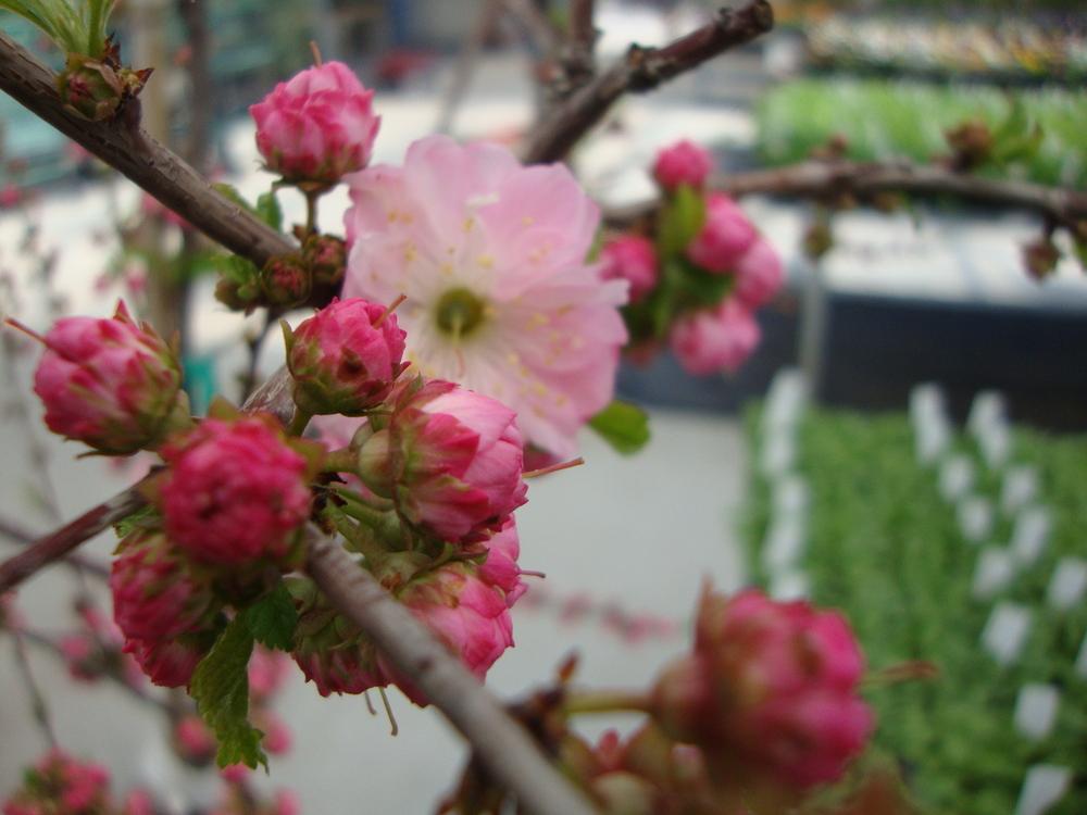 Photo of Flowering Almond (Prunus triloba) uploaded by Paul2032