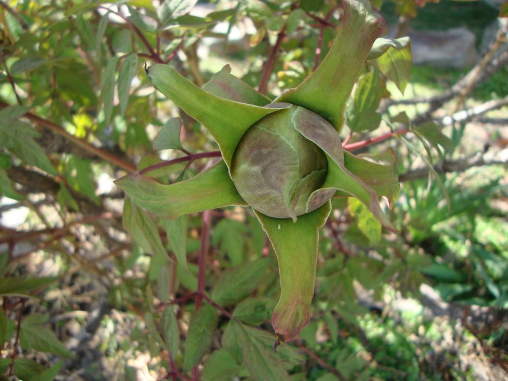 Photo of Rockii Hybrid Tree Peony (Paeonia 'Rock's Variety') uploaded by Paul2032