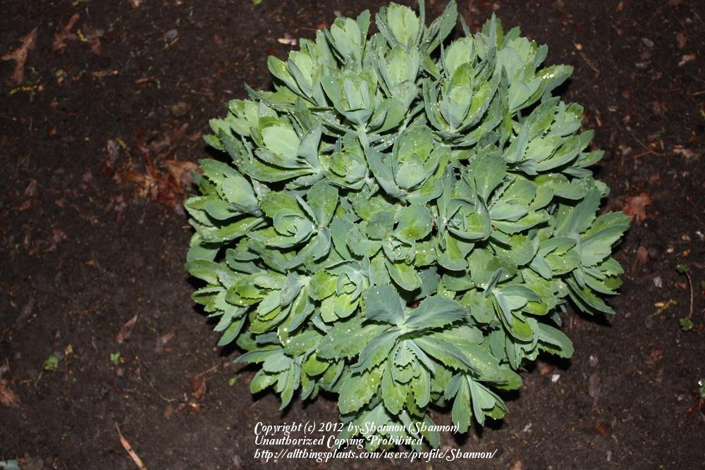 Photo of Sedum (Hylotelephium spectabile 'Herbstfreude') uploaded by Shannon