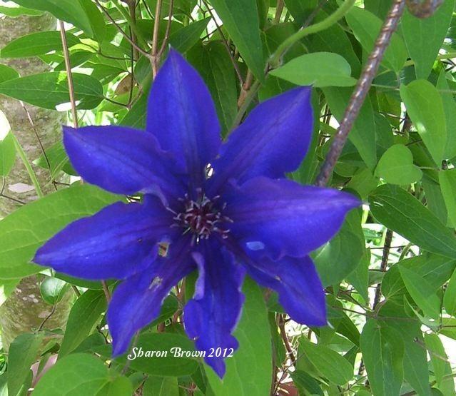 Photo of Clematis 'Blue Ravine' uploaded by Sharon