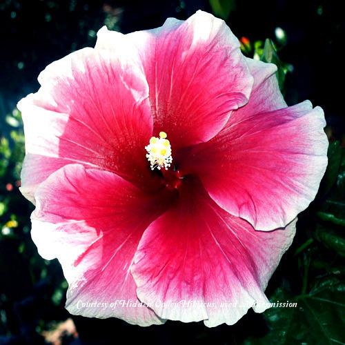 Photo of Tropical Hibiscus (Hibiscus rosa-sinensis 'Cindy's Heart') uploaded by SongofJoy