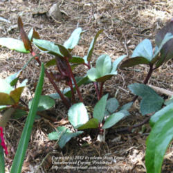Location: z6a MA, My Garden
Date: 2012-04-06
Beautiful stem and foliage color.
