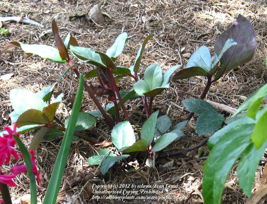 Photo of Hellebore (Helleborus Gold Collection® Pink Frost) uploaded by eclayne
