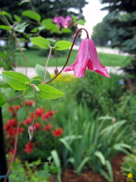 Photo of Clematis (Clematis viticella Confetti™) uploaded by goldfinch4