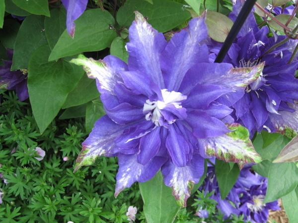 Photo of Clematis 'Daniel Deronda' uploaded by goldfinch4