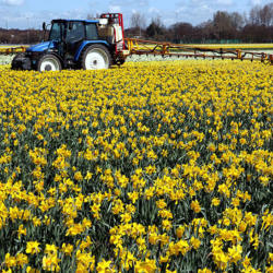 Location: Commercial Daffodil field in the Netherlands
photo by : joost j. bakker