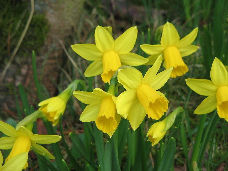 Photo of Daffodil (Narcissus 'Tete-a-Tete') uploaded by sandnsea2