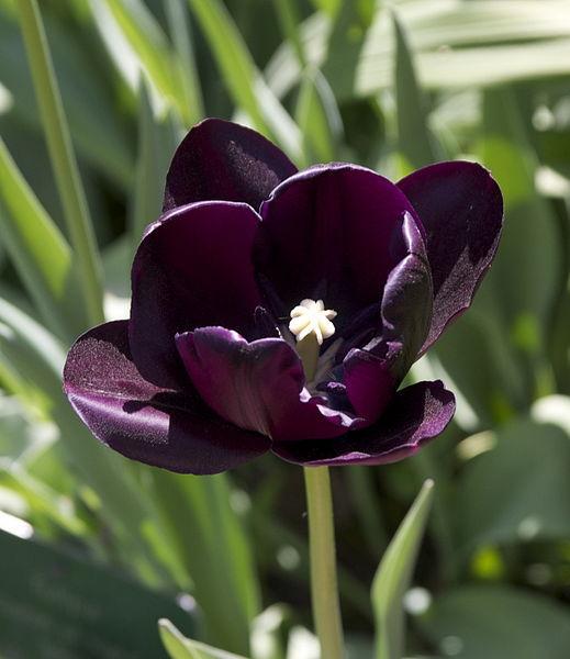 Photo of Single Late Tulip (Tulipa 'Queen of Night') uploaded by sandnsea2