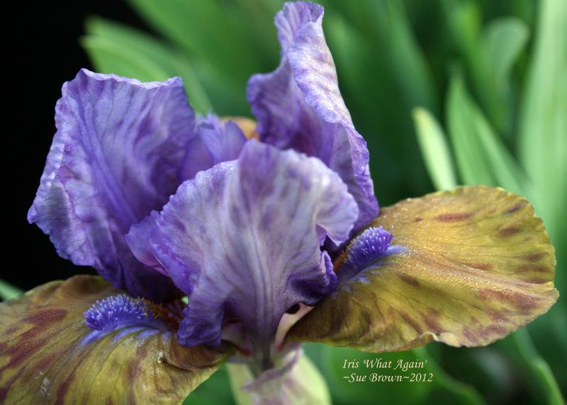 Photo of Standard Dwarf Bearded Iris (Iris 'What Again') uploaded by Calif_Sue