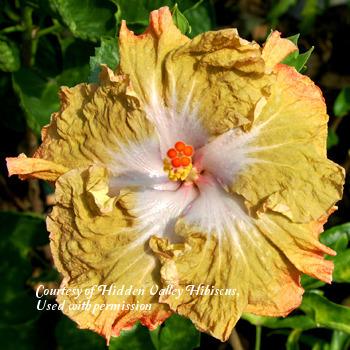 Photo of Tropical Hibiscus (Hibiscus rosa-sinensis 'Fall Leaves') uploaded by SongofJoy