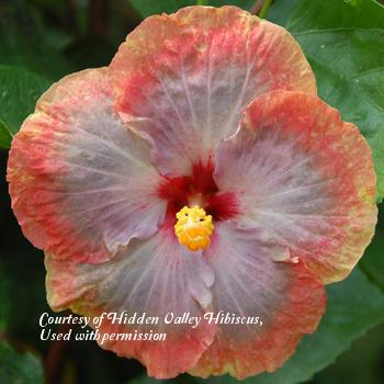 Photo of Tropical Hibiscus (Hibiscus rosa-sinensis 'Deep Waters') uploaded by SongofJoy