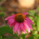 ATP Podcast #67: In Praise of the Mighty Coneflower