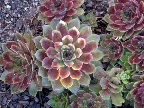 Photo of Hen and Chicks (Sempervivum 'Ronny') uploaded by goldfinch4