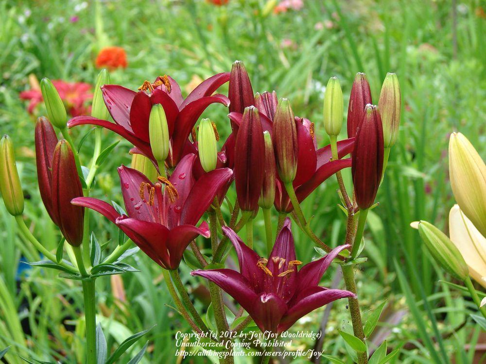 Photo of Lily (Lilium 'Black Out') uploaded by Joy