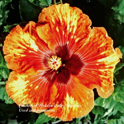 Photo of Tropical Hibiscus (Hibiscus rosa-sinensis 'Haute Couture') uploaded by SongofJoy