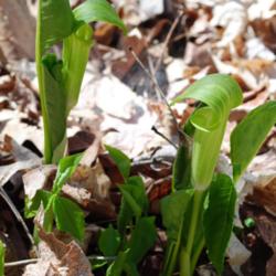 Location: Natural woodland in northeastern Indiana
Date: 2012-04-07