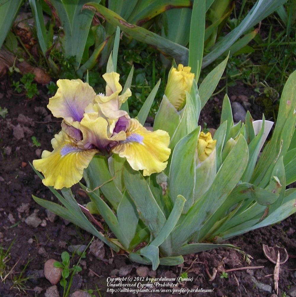 Photo of Standard Dwarf Bearded Iris (Iris 'Klingon Princess') uploaded by pardalinum