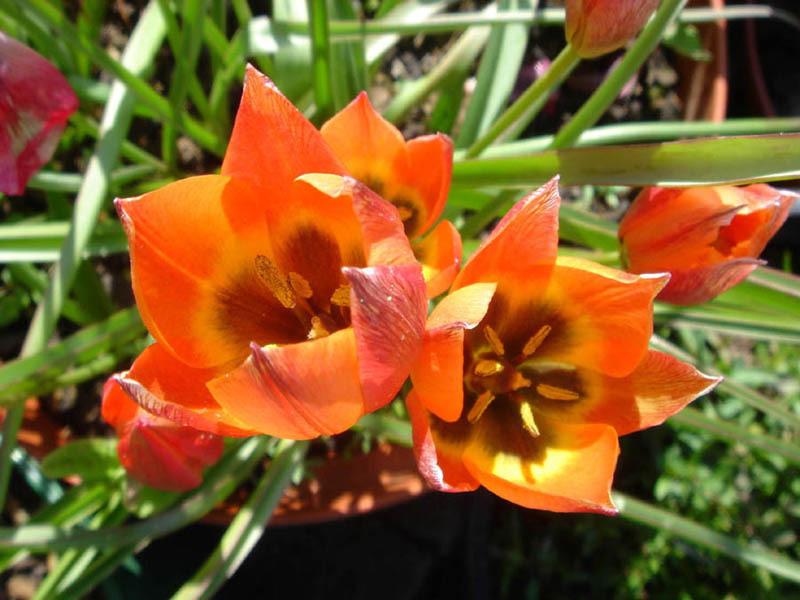 Photo of Species Hybrid Tulip (Tulipa 'Little Princess') uploaded by sandnsea2