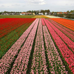 Location: Netherlands Tulip cultivation
photo by: Alessandro Vecchi