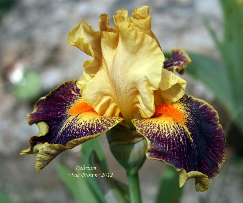 Photo of Intermediate Bearded Iris (Iris 'Delirium') uploaded by Calif_Sue