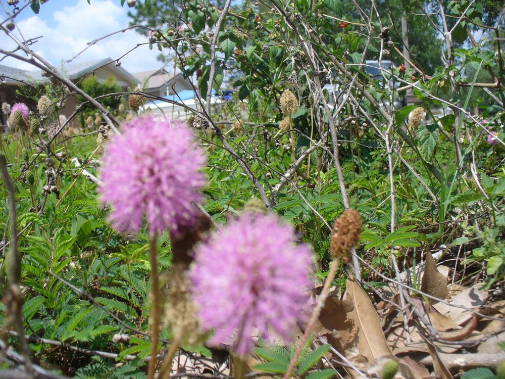 Photo of Powderpuff (Mimosa strigillosa) uploaded by Denise