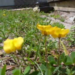 Location: my yard (Tampa)
Date: 2012-04-09
Perennial peanut