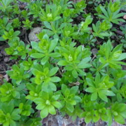 Location: Pleasant Grove, Utah
Date: 2012-04-09
Spring growth in my garden