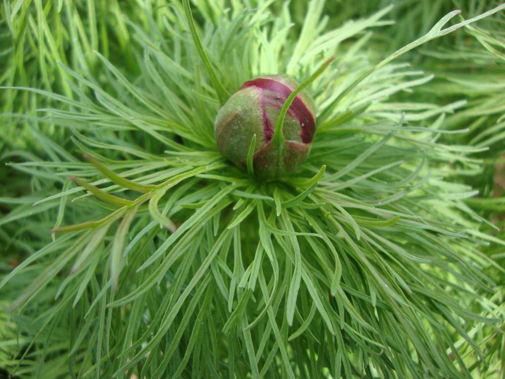 Photo of Double Fernleaf Peony (Paeonia tenuifolia 'Plena') uploaded by Paul2032