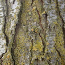 Location: Pleasant Grove, Utah
Date: 2012-04-09
Bark with Lichens