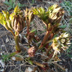 Location: Pleasant Grove, Utah
Date: 2012-04-09
Spring growth