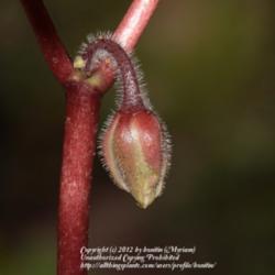 Location: My garden in Gent, Belgium
Date: 2012-04-08
It is still a young plant with a single flower bud, usually there