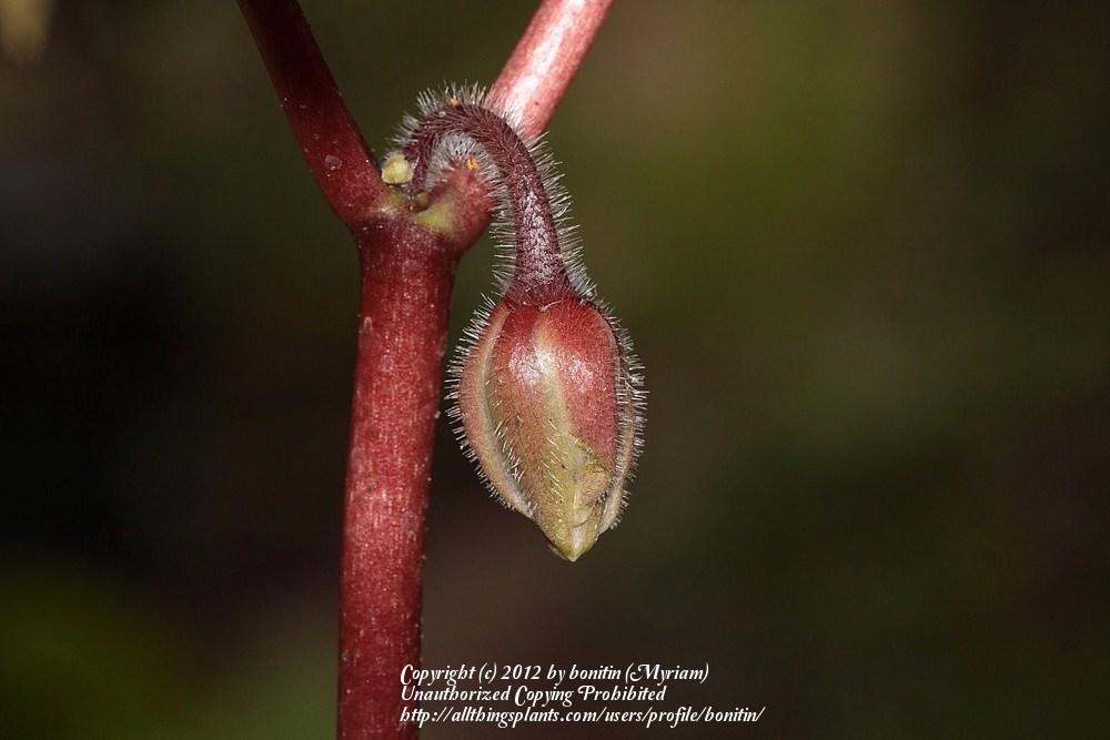 Photo of Chinese Mayapple (Dysosma delavayi 'Marbled Leaves') uploaded by bonitin