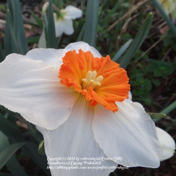 Photo of Large-Cupped Daffodil (Narcissus 'Professor Einstein') uploaded by critterologist
