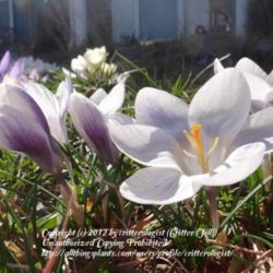 Location: Joyanna's crocus patch
Date: 2012-03-11
shows the blue \"flamed\" exterior and white interior of the bloo