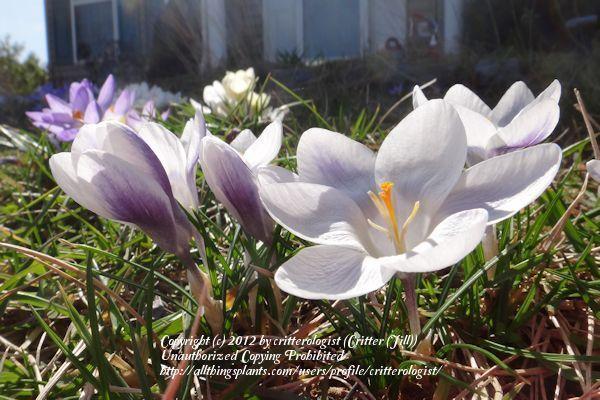 Photo of Snow Crocus (Crocus chrysanthus 'Prins Claus') uploaded by critterologist