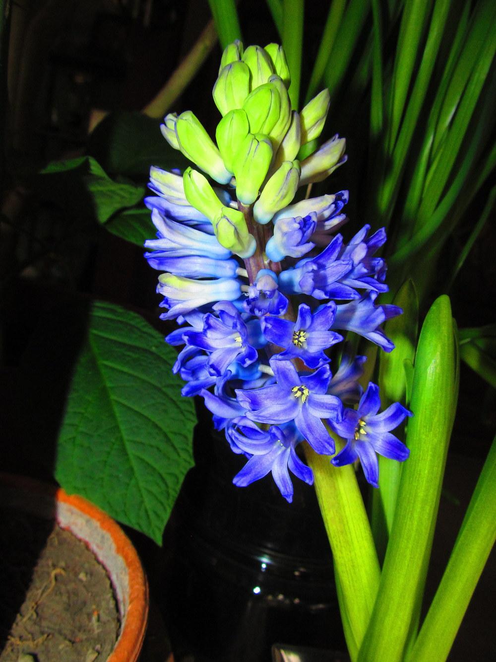 Photo of Hyacinth (Hyacinthus orientalis 'Blue Jacket') uploaded by jmorth