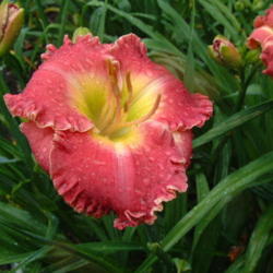 
Date: 2009-07-21
Photo Courtesy of Nova Scotia Daylilies Used with Permission