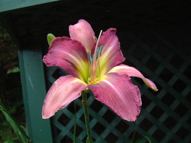 Photo of Daylily (Hemerocallis 'Odds and Ends') uploaded by vic