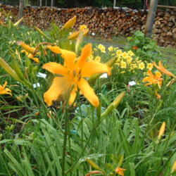 
Date: 2009-07-22
Photo Courtesy of Nova Scotia Daylilies Used with Permission