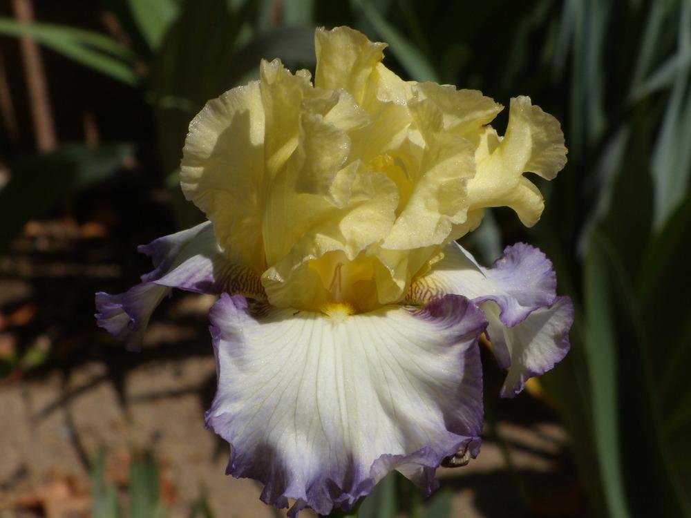 Photo of Tall Bearded Iris (Iris 'Boundless') uploaded by Betja