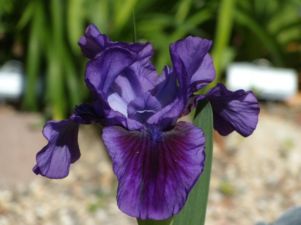 Photo of Intermediate Bearded Iris (Iris 'Delovely') uploaded by Betja