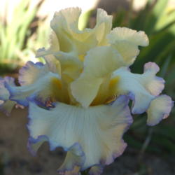 Location: My garden in Bakersfield, CA
Date: March 3, 2011
Not sure if this was a rebloom or just a really early spring bloo