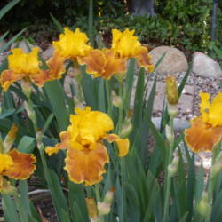 Location: My garden in Bakersfield, CA
Date: April 8, 2012