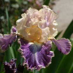 Location: My garden in Bakersfield, CA
Date: April 7, 2012