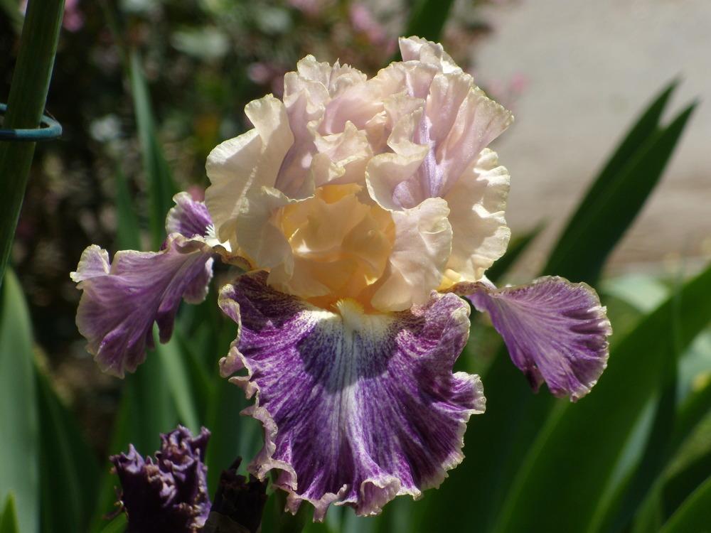 Photo of Tall Bearded Iris (Iris 'Fancy Dog') uploaded by Betja