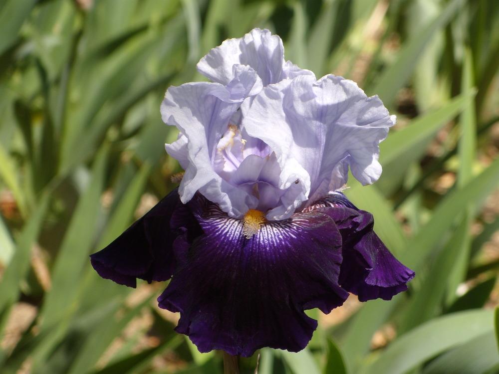 Photo of Tall Bearded Iris (Iris 'Repeat Performance') uploaded by Betja