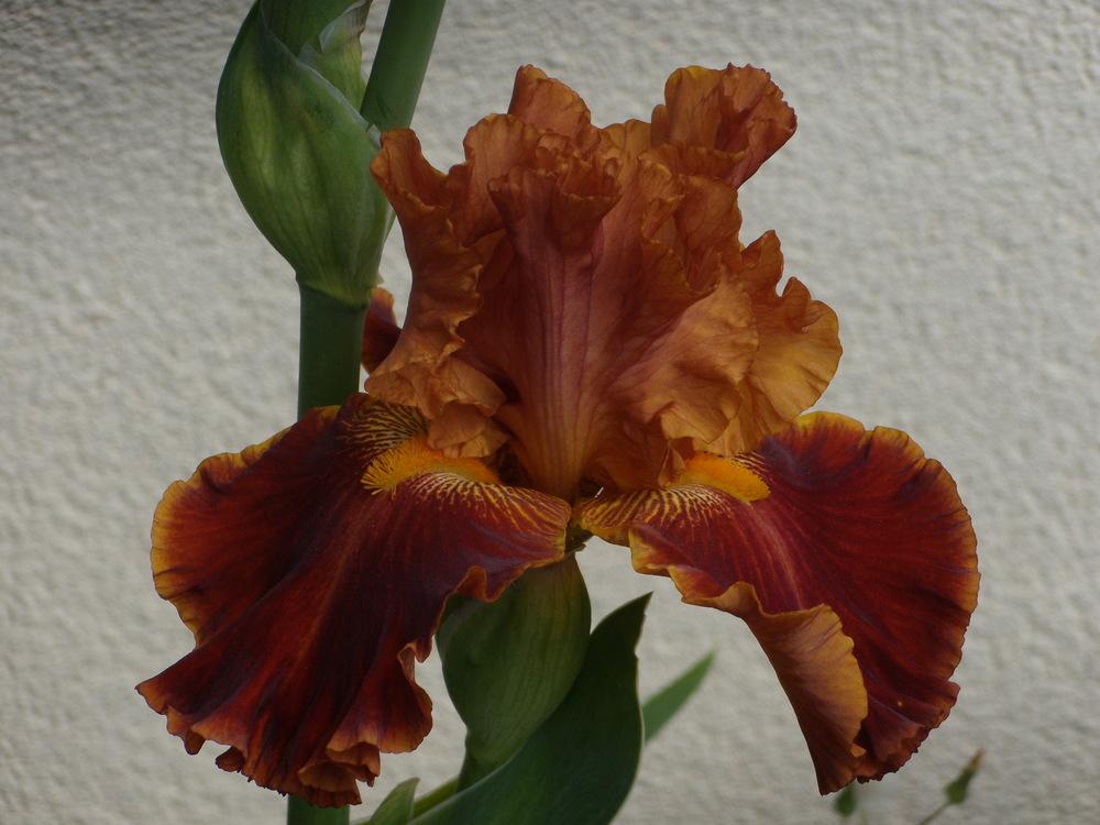 Photo of Tall Bearded Iris (Iris 'Rustler') uploaded by Betja