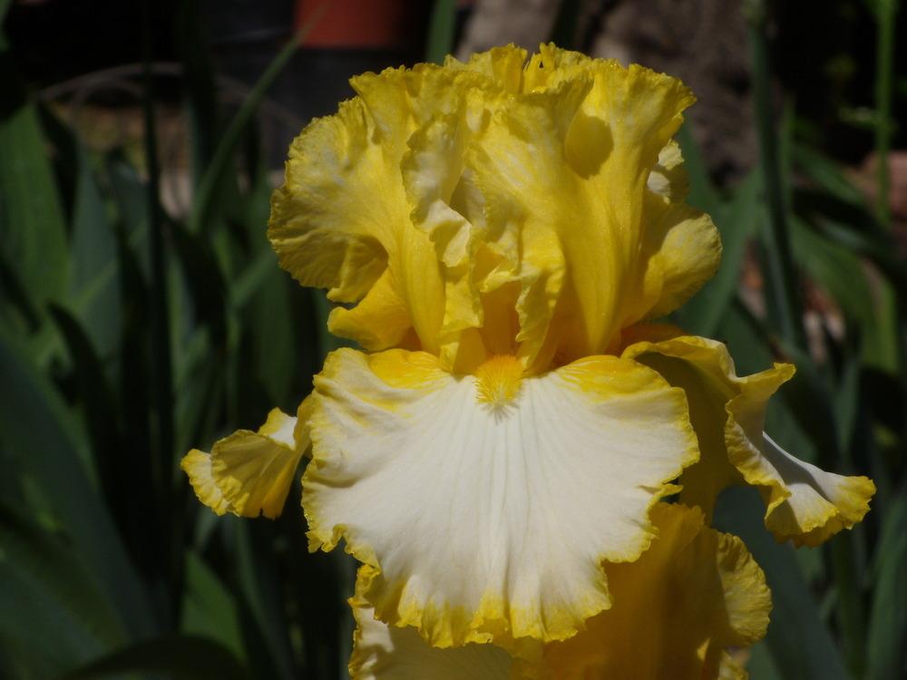 Photo of Tall Bearded Iris (Iris 'Highlighter') uploaded by Betja