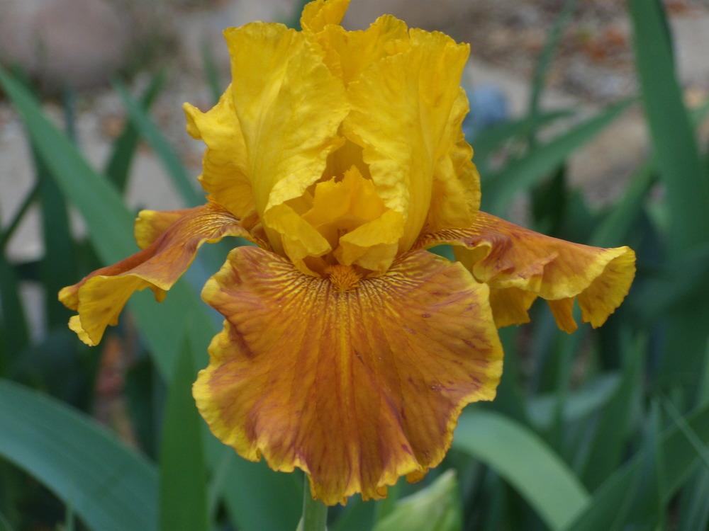 Photo of Tall Bearded Iris (Iris 'Encore Lady') uploaded by Betja